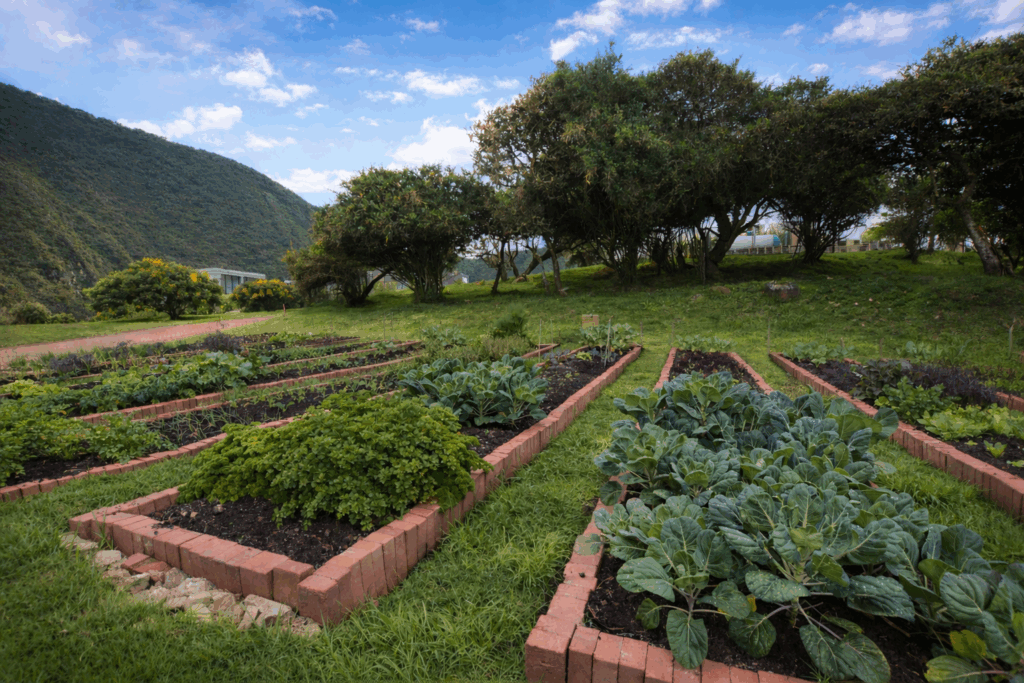 Huerta orgánica en Macadamia del Río en La Calera rodeada de naturaleza