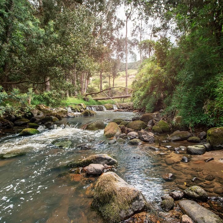 macadamia-del-rio-la-calera