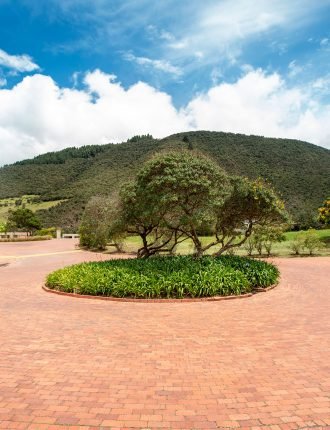 macadamia-del-rio-vertical-3